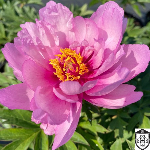 Paeonia intersectional 'First Arrival' - Itoh pojeng 'First Arrival' 
